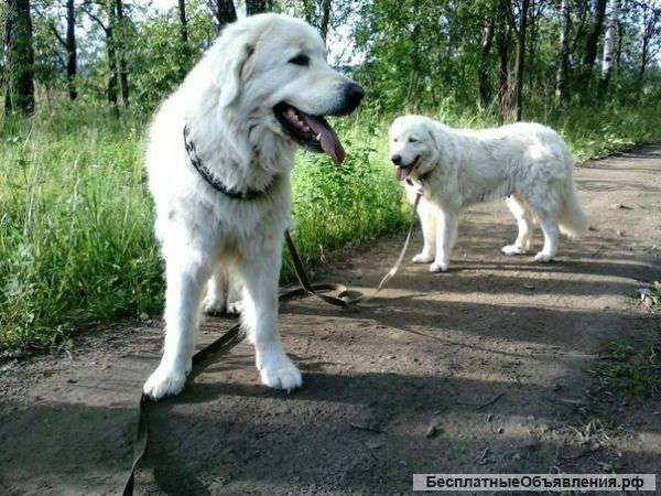 Мареммо-абрутцкая овчарка