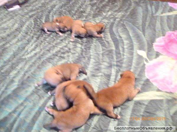 Щенков шиба ину