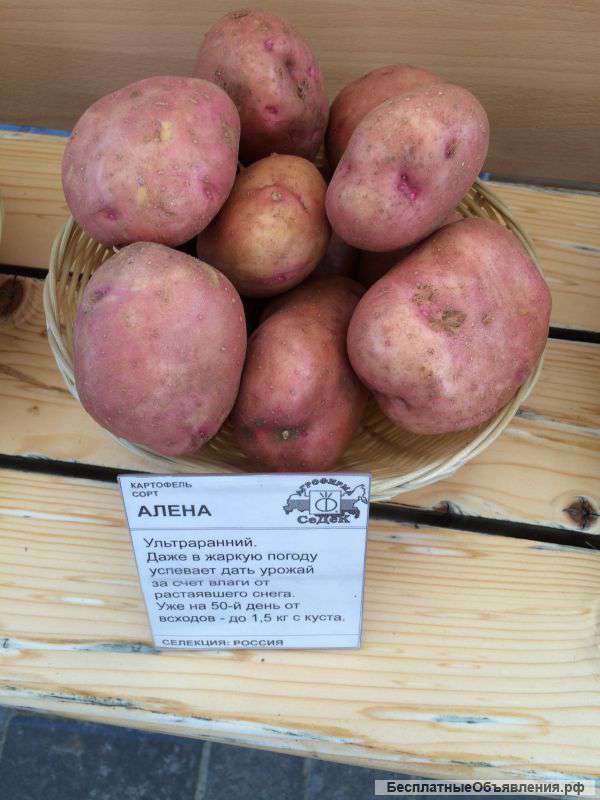Семена от Агрофирмы СеДеК