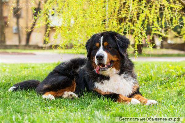 Щенки бернского зенненхунда