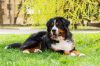 Щенки бернского зенненхунда