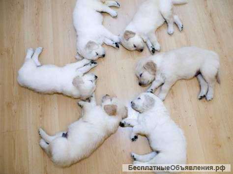 Циклевка паркета- частный мастер