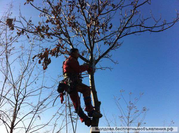 Арбористика -кронирование,санитарная обрезка деревьев ,веток