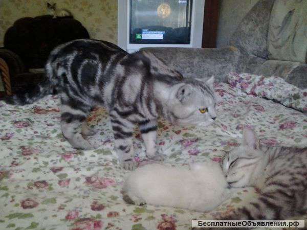 Шотланские вислаухие котята