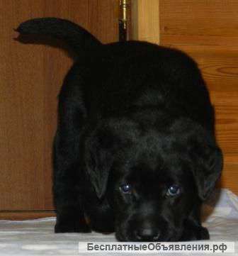 Щенки лабрадора, всех окрасов