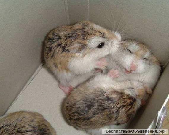 Раздаю хомячков