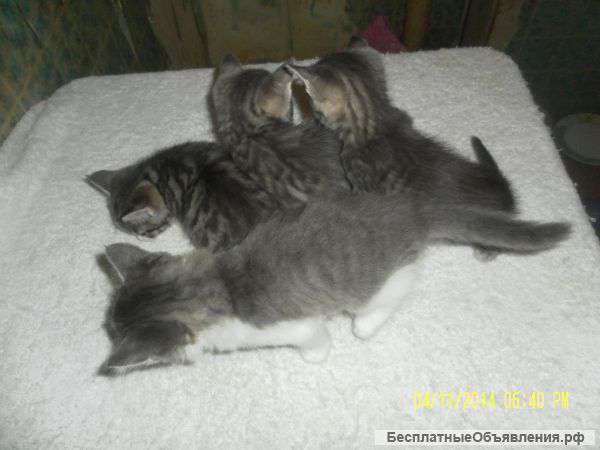 Отдам бесплатно котят