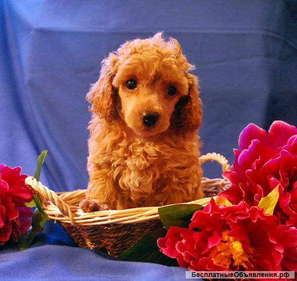 Мини Той-Пудель