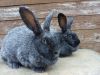 Кролики породы Полтавское серебро