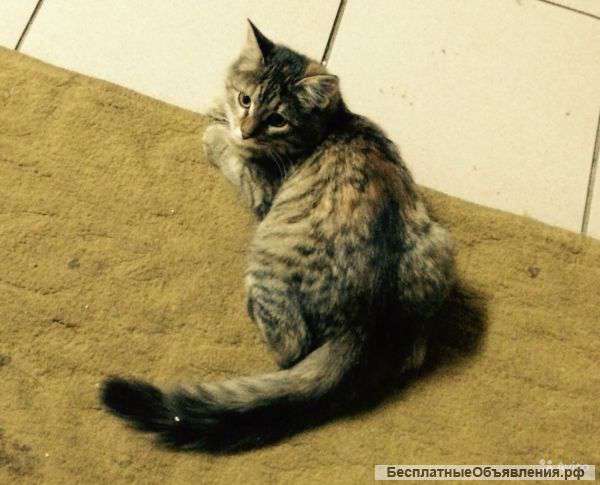 Отдам в хорошие руки отдам даром