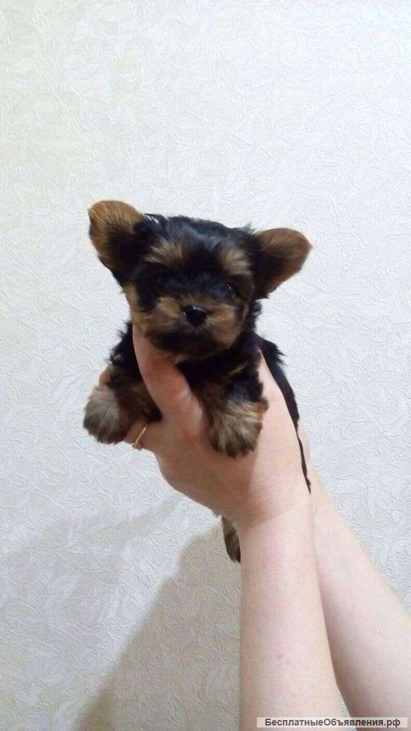 Йоркширский терьер