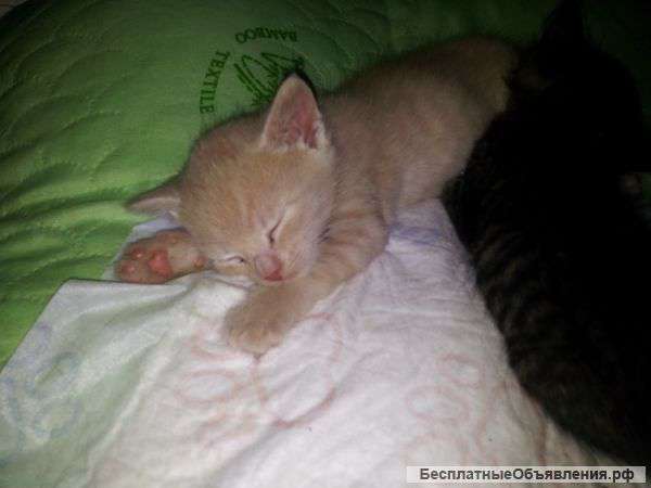 Котята для вас