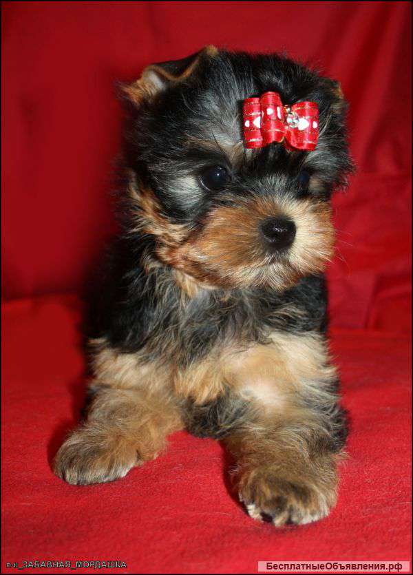 Йоркширские терьеры