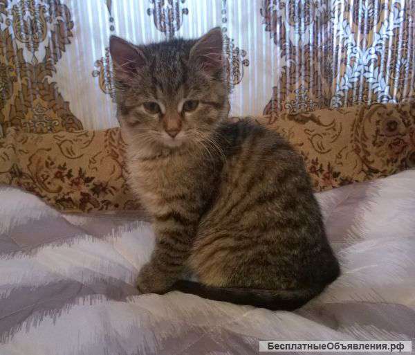 Девочки ищут свой дом