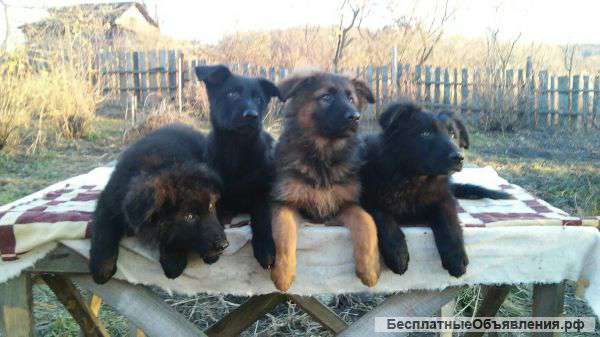 Щенки немецкой овчарки СКОР