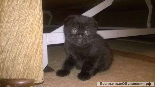 Британские котята