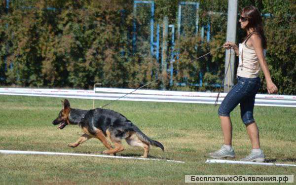 Шикарная подрощенная девочка н/о от выставочных родителей