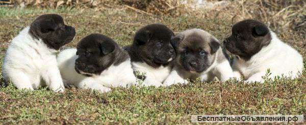 Щенки американской акиты, профессиональный питомник