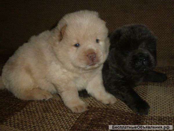 Малыши чауши