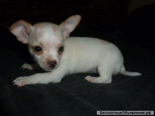 Девочка чихуахуа ,бело-кремовая