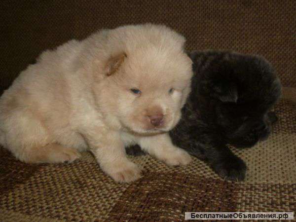 Щенки чау ,два мальчика