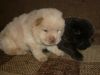 Щенки чау ,два мальчика