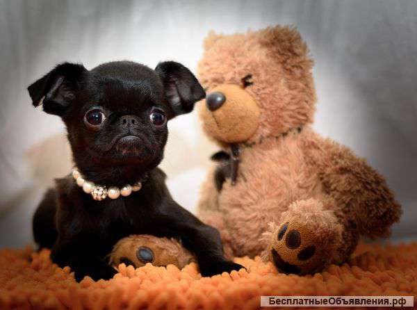 Щенок Брабансона