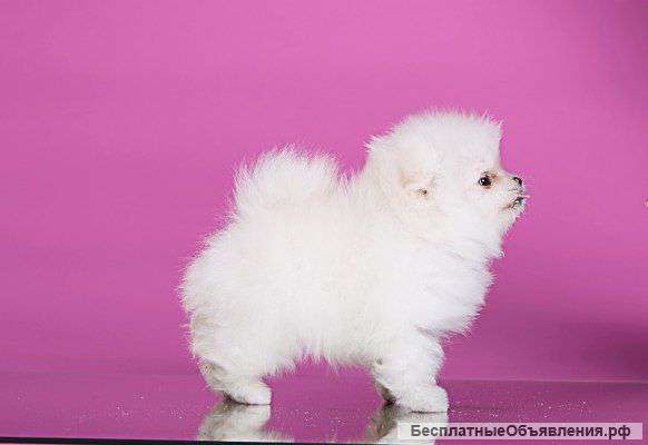 Померанский шпиц щенки