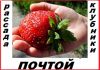 Рассада клубники (земляники) новейшего крупноплодного сорта Чамора -почтой