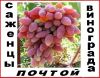 Саженцы винограда 2-х летки от производителя-почтой по России,Казахстана,Белоруссии