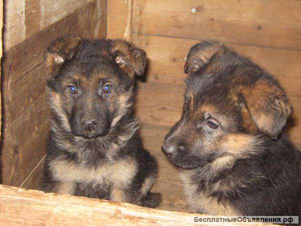Щенки немецкой овчарки