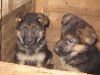 Щенки немецкой овчарки