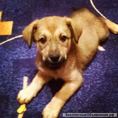 Отдам собачку в хорошие руки