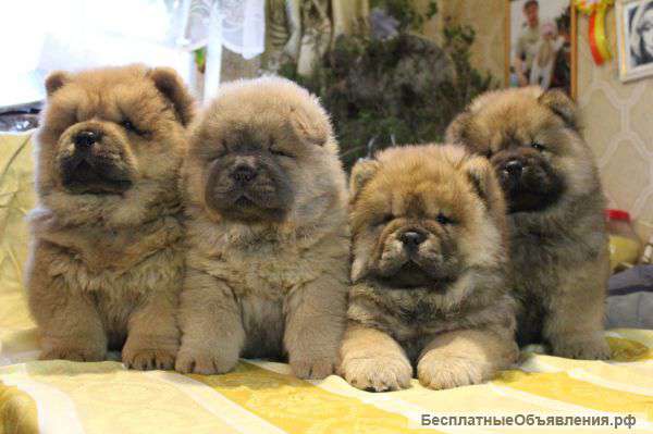 Длинношерстные щенки чау-чау
