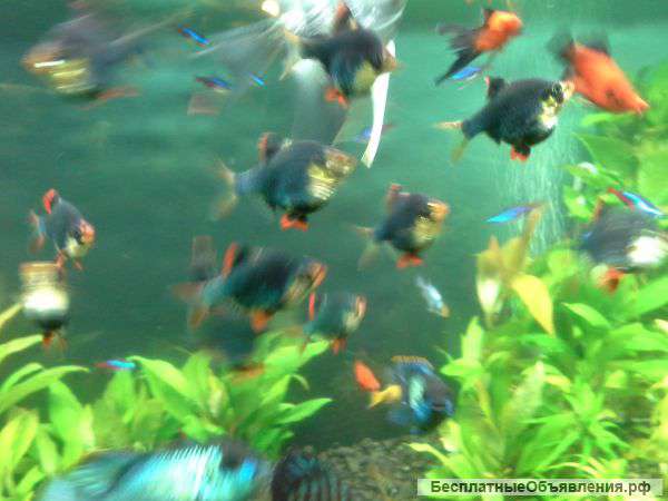 Зеленых (мшистых ) барбусов
