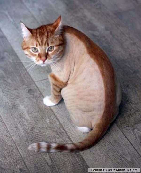 Стрижка котов и кошечек