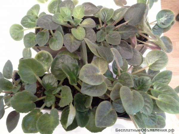 Комнатные растения