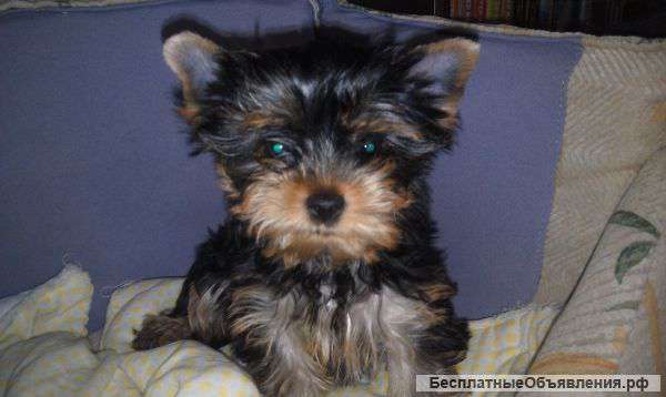 Щеночка йоркширского терьера
