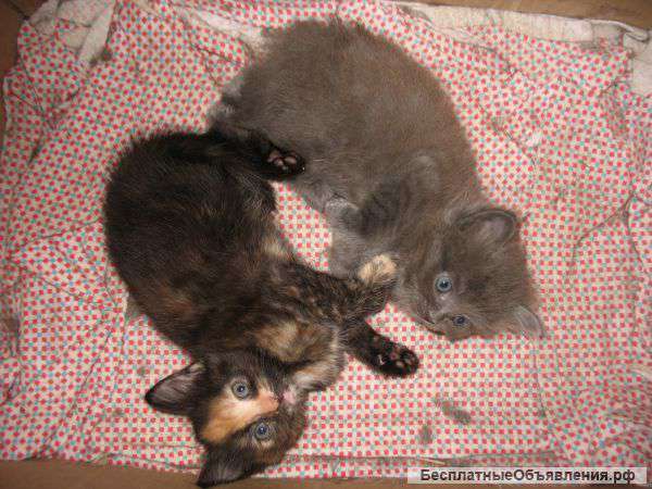 Котята 2 мес в добрые руки