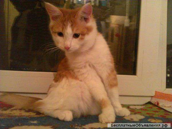 Котенок в добрые руки