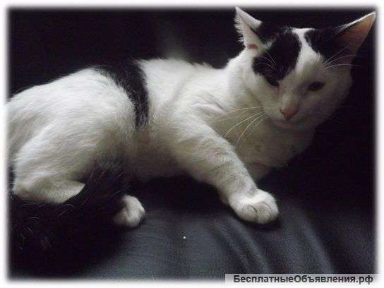 Ищу кошечку