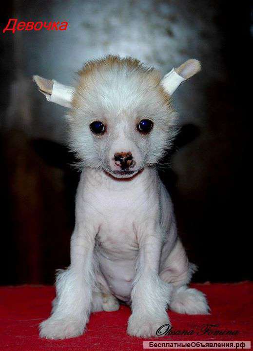 Щенки китайской хохлатой собаки