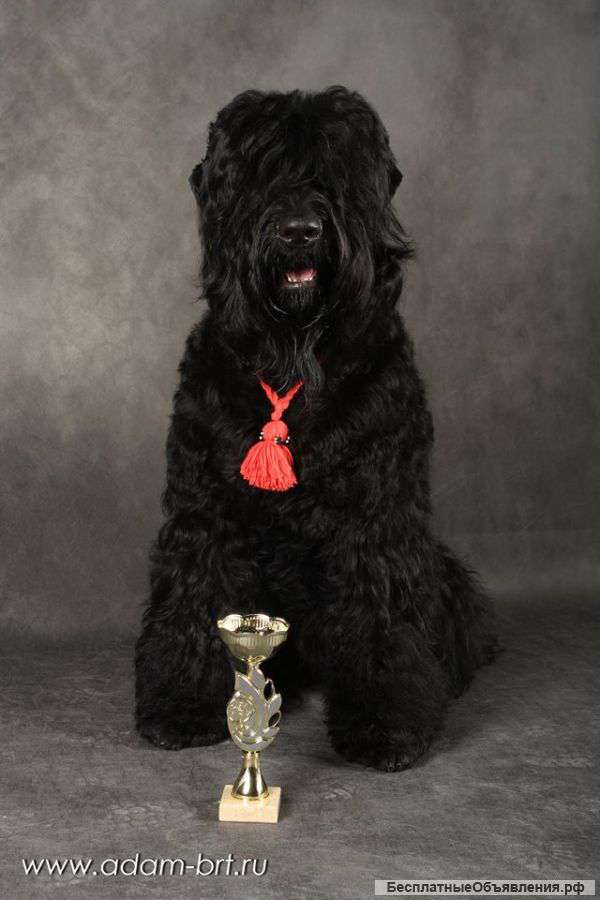 Щенки Русского Черного Терьера