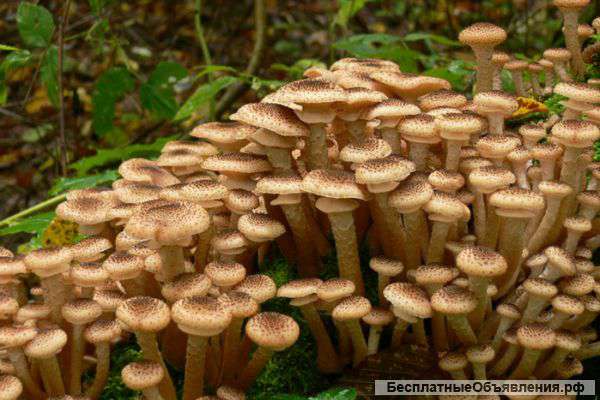 Опята летние, комплект