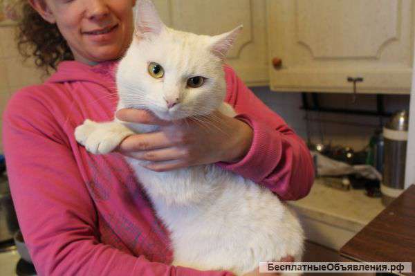 Белоснежный кот Снежок ищет дом