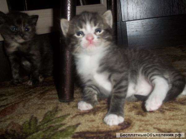 Отдам котят в добрые руки