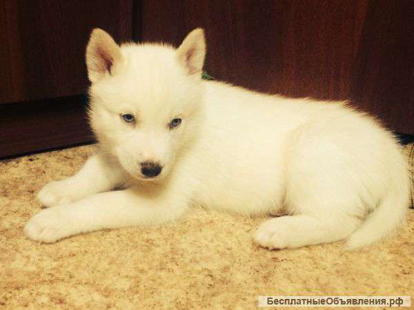 Очень редкие, беленькие хаски