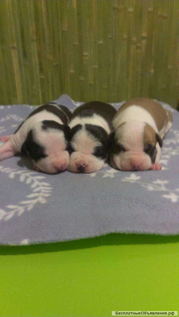 Чудесные Амстаффики под Новый год из питомника РКФ