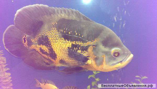 Остронотус тигровый для большого аквариума