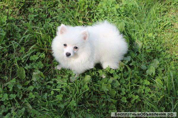 Белый шпиц померанский